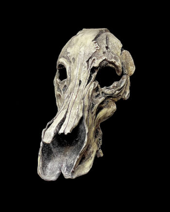 Boar Skull Mask