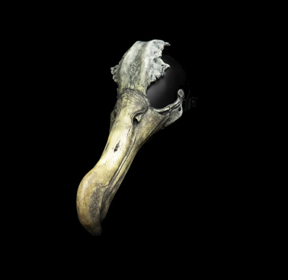 Albatross Mask - Image 2