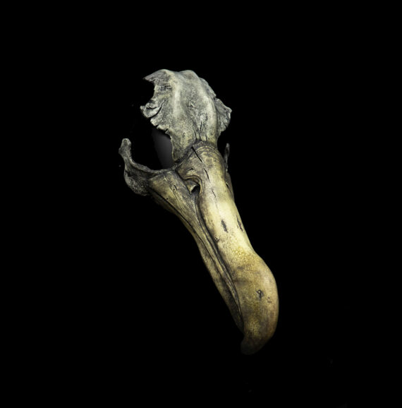 Albatross Mask - Image 4
