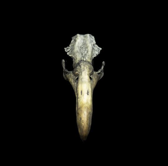Albatross Mask - Image 6